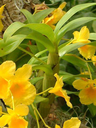 fhrE(Dendrobium)