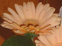 �K�[�x��(Gerbera)