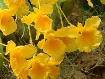 デンドロビウム(Dendrobium)【かぎけんWEB】 デンドロビウム(Dendrobium)【かぎけんWEB】