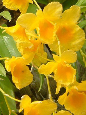 デンドロビウム(Dendrobium)【かぎけんWEB】 デンドロビウム(Dendrobium)【かぎけんWEB】
