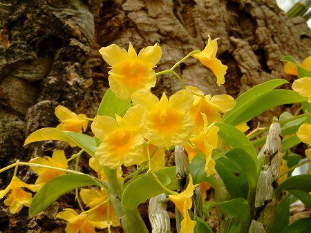デンドロビウム(Dendrobium)【かぎけんWEB】 デンドロビウム(Dendrobium)【かぎけんWEB】