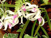 vgeXErJ[(Leptotes bicolor)