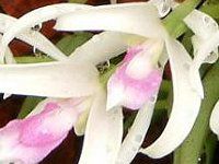 vgeXErJ[(Leptotes bicolor)