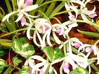 vgeXErJ[(Leptotes bicolor)