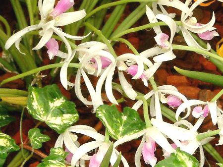 vgeXErJ[(Leptotes bicolor)