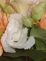 �g���R�M�L���E(�y���Ëj�[)