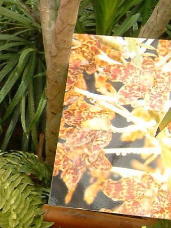 ^CK[I[Lbh(Tiger Orchid) 