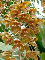 ^CK[I[Lbh(Tiger Orchid)