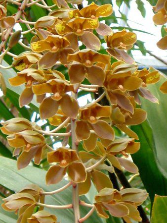 ^CK[I[Lbh(Tiger Orchid) 