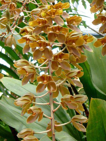 ^CK[I[Lbh(Tiger Orchid) 