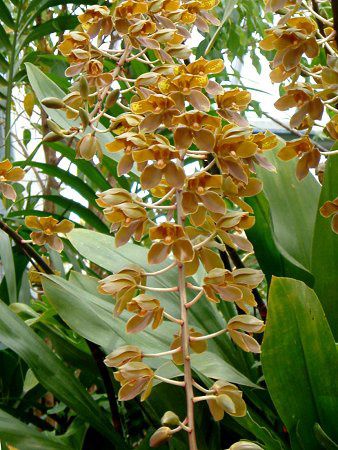 タイガーオーキッド Tiger Orchid かぎけんweb タイガーオーキッド Tiger Orchid かぎけんweb