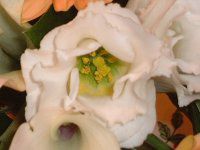 �g���R�M�L���E(�y���Ëj�[)