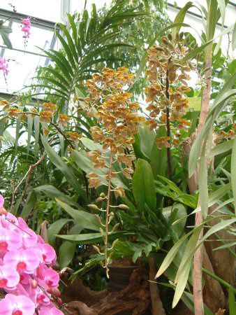^CK[I[Lbh(Tiger Orchid)