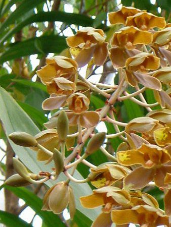 ^CK[I[Lbh(Tiger Orchid) 