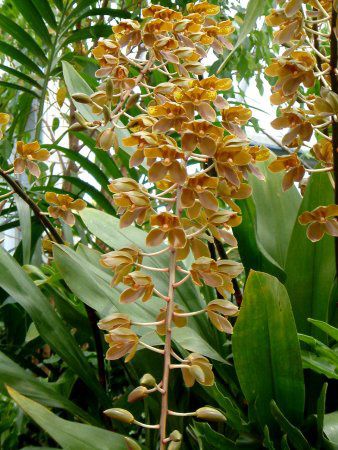 タイガーオーキッド Tiger Orchid かぎけんweb タイガーオーキッド Tiger Orchid かぎけんweb