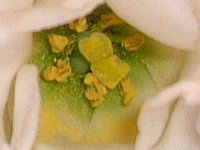 �g���R�M�L���E(�y���Ëj�[)