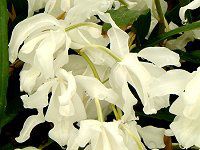 ZWlENX^[^EzEJ'sAzCg'iCoelogyne cristata ar. hololeuca 'Pure White'j