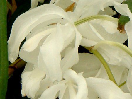 ZWlENX^[^EzEJ'sAzCg'iCoelogyne cristata ar. hololeuca 'Pure White'j