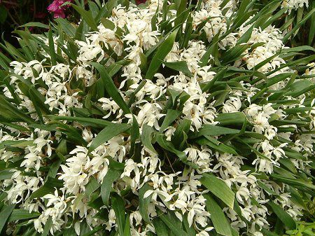 ZWlEC^[fBA(Coelogyne intermedia)