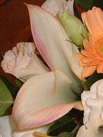 �J���[(Calla)