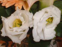 �g���R�M�L���E(�y���Ëj�[