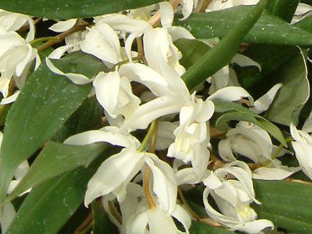 ZWlEC^[fBA(Coelogyne intermedia)