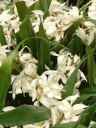 ZWlEC^[fBA(Coelogyne intermedia)