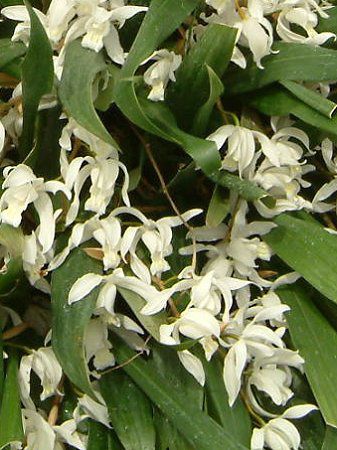 ZWlEC^[fBA(Coelogyne intermedia)