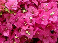 u[QrA(Bougainvillea)