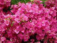 u[QrA(Bougainvillea)