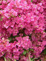 u[QrA(Bougainvillea)