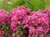 u[QrA(Bougainvillea)