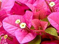 u[QrA(Bougainvillea)