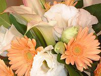 �K�[�x��(Gerbera)