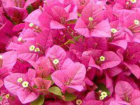 u[QrA(Bougainvillea)