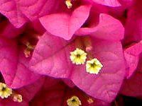 u[QrA(Bougainvillea)