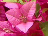 u[QrA(Bougainvillea)