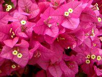 u[QrA(Bougainvillea)