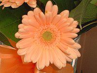 �K�[�x��(Gerbera)