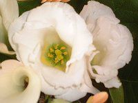 �g���R�M�L���E(�y���Ëj�[)