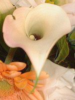 �J���[(Calla)