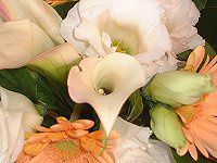 �J���[(Calla)