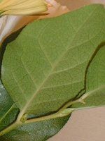 [t(Lemon leaf)