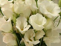 ���[�X�g�}(Eustoma)