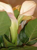 �J���[(Calla)