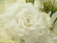 ���[�X�g�}(Eustoma)