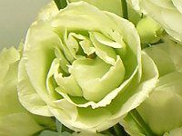[Xg}(Eustoma)