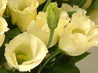 [Xg}(Eustoma)