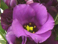 ���[�X�g�}(Eustoma)