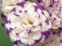 ���[�X�g�}(Eustoma)